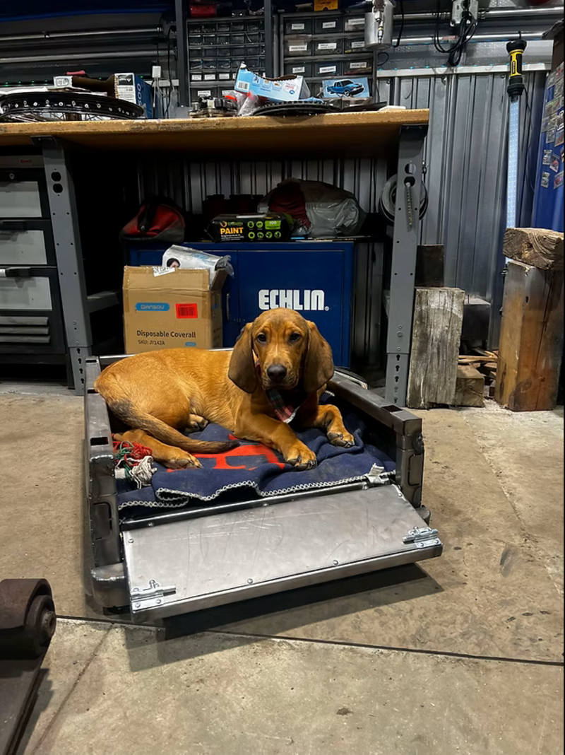 Dog Beds